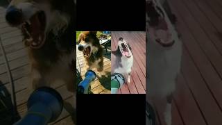 Beastie Dogs - No Sleep till Brooklyn #dog #bordercollie #beastieboys #nosleep