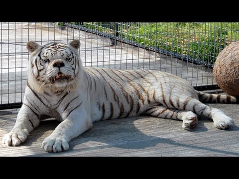 01. Kuba Knap - Jak zawsze - Dj Black Belt Greg Intro - Bez nerwów, bez złudzeń