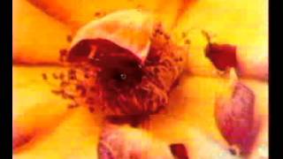 PEDRO GUERRA   NI TODO LO CONTRARIO