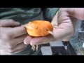 Canary bird,how to feed,hold,train HD
