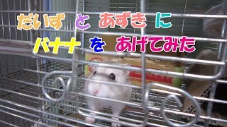 だいず(1F)とあずき(3F)ジャンガリアンハムスター
