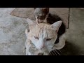 Big Cat annoyed by kittens🤣🤣🤣