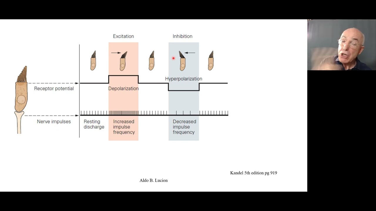 Aparelho vestibular aula 1 estrutura