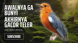 Download lagu MACETAN PASTI NYAUT | ANIS MERAH GACOR INI 100% JITU UNTUK PANCINGAN ANIS MERAH MACET BIAR BUNYI |19 mp3