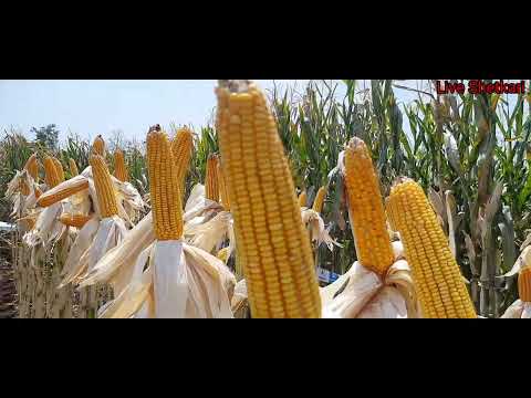 pioneer makka 3567 | how to pioneer maize seeds variety