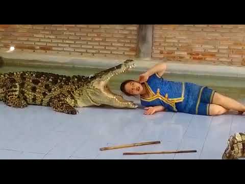 Crocodile Show at Bangkok Thailand amusement park