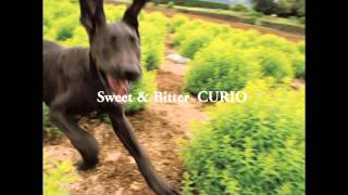 CURIO - 『Sweet & Bitter』 -  [FULL ALBUM] - (1998)
