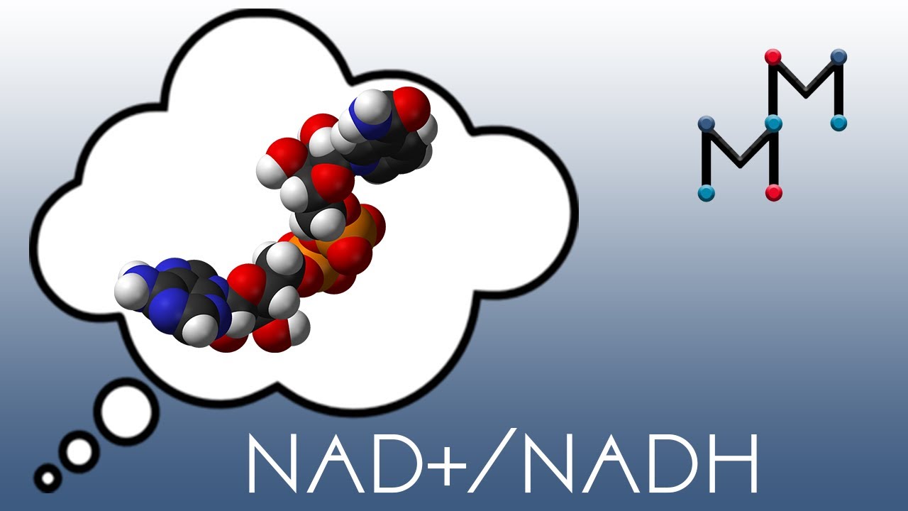 NAD+/NADH Mechanism & Coenzyme Chemistry - YouTube