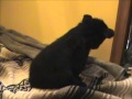Baby Bear Walk