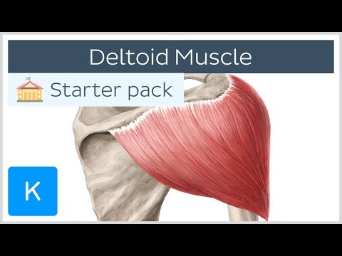 a boka deltoid szalagjának károsodása