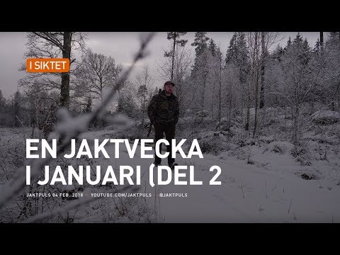 En jaktvecka i januari (del 2