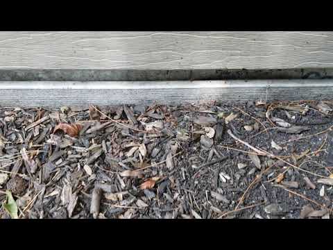 Carpenter Ants Infest Pool House in Howell, NJ
