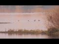 Hunting Ducks In Romania
