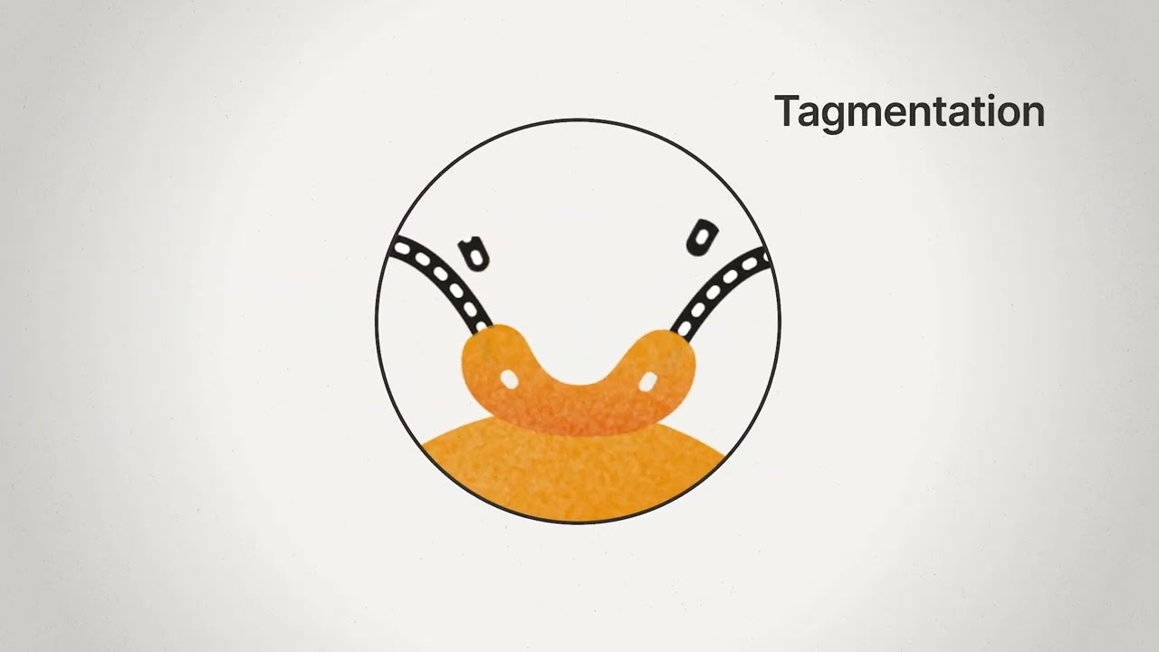 Fast, flexible library prep with Illumina Microbial Amplicon Prep