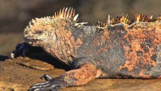 Download lagu Friedli goes Galapagos mp3