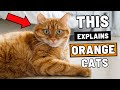 We Studied Orange Cats The Results Were Troubling