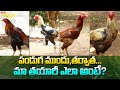 Pandem Punjulu Breeding Guide పండుగ ముందు తర్వాత మా తయార