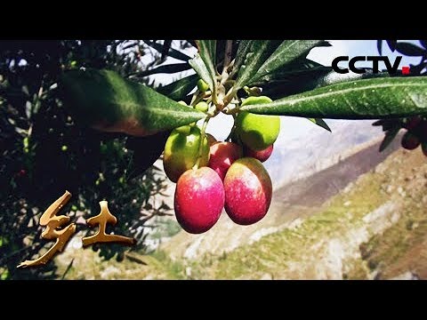 《乡土》油橄榄香飘丹江口 20181128 | CCTV农业 《乡土》油橄榄香飘丹江口 20181128 | CCTV农业
