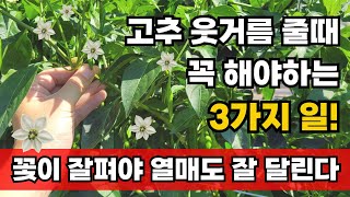 고추 웃거름시기 꽃이 안피는 이유 고추꽃이 떨어지는 현상 수정이 잘되게 하려면