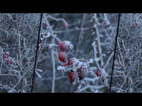 Eiswinter 2017 am Rheinauer See