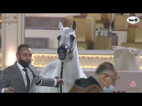 N 218 RIHAB AL NASSER   Katara International Arabian Horse Festival   Mares 11+ Years Old Class 9