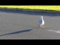 Seagull Crossing In The Parking Lot At Crown Beach