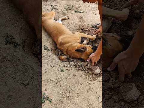 How Deep Is a Dog’s Love? 😭😭😭 #dog #puppy #animals