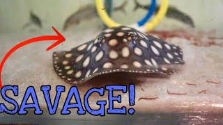 STINGRAY AND EXOTIC FISH FEEDING!! IM LEAVING THE RANCH!!!!