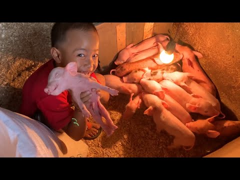 , title : 'Ngurus Anak Babi 20 Ekor Cape Banget, Babinya Rewel Lagi'