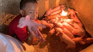 Download lagu Taking care of 20 piglets is a struggle, but the pigs are getting fussy again mp3