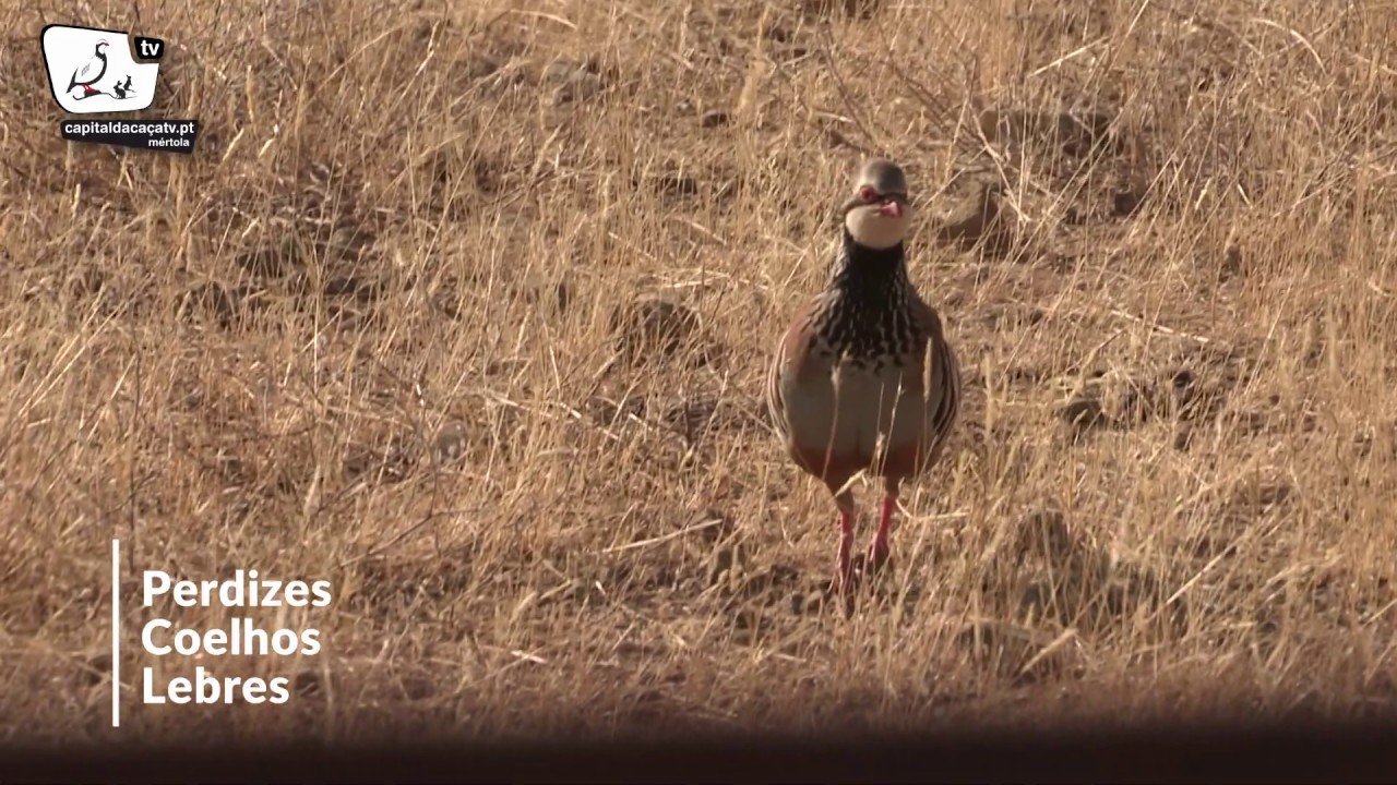 Outubro, mês da abertura da caça geral