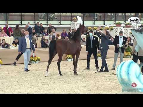 N 52 SS DHAFER   Italian Nationals 2021   Colts 2 years old Class 5