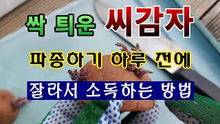 [텃밭농부. 1,346]  싹 틔운 씨감자 자르고 소독하는 방법. #감자재배