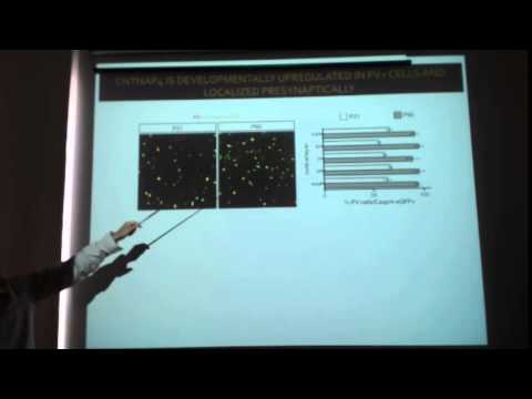 IMBB Seminar - Theofanis Karayannis - June 03, 2014