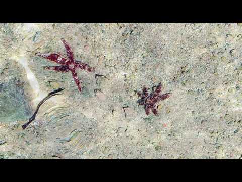 video frame placeholder