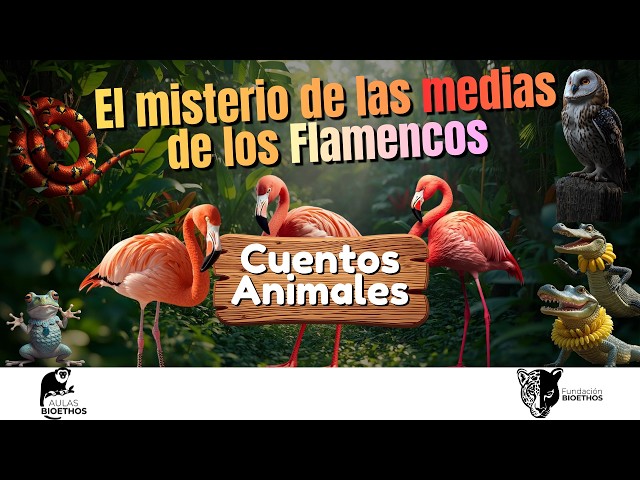 Vídeo relacionado con Las medias de los flamencos