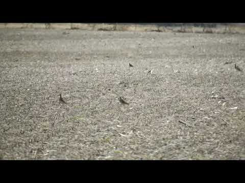 Chorlo Cabezón (Oreopholus ruficollis) 9/7/2026 Melincue - Santa Fe