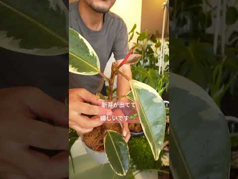 ディプラデニアに水をやる方法は？冬でもメンテナンスはどのくらい必要ですか？  庭園