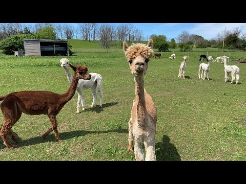 Alpaca Shearing Day at Howard Family Ranch - 2020