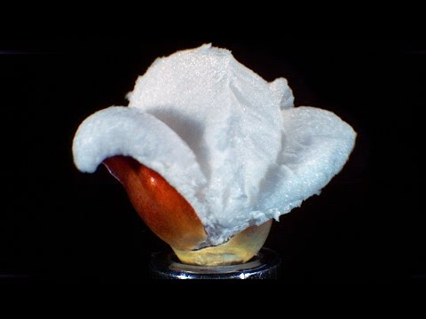 Popping Popcorn at 30,000 FPS in Ultra Slow Motion