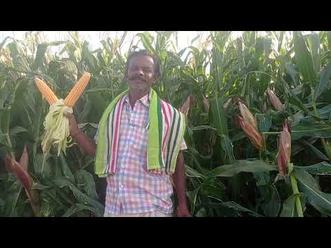 🌽Pancha🌽 ganga seeds & Verity shimba 9321. 🌽🌽