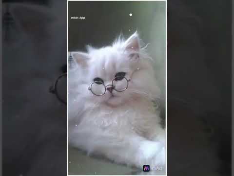 🐹.🐹cat🐹.🐹