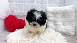 ハーフ犬の動画01