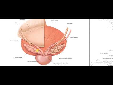 Urinary bladder base relations 8