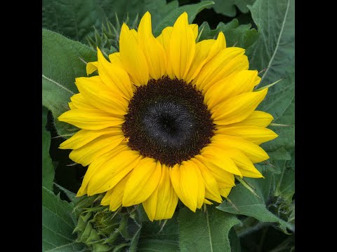 Drummie Ank - Dubtech Mix, jan. 28  2021