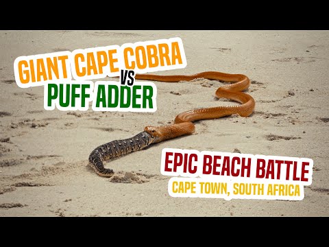 Giant Cape Cobra vs Puff Adder in epic beach battle, Cape Town, South Africa