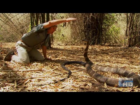 Austin Stevens: Snakemaster - In Search of the King Cobra