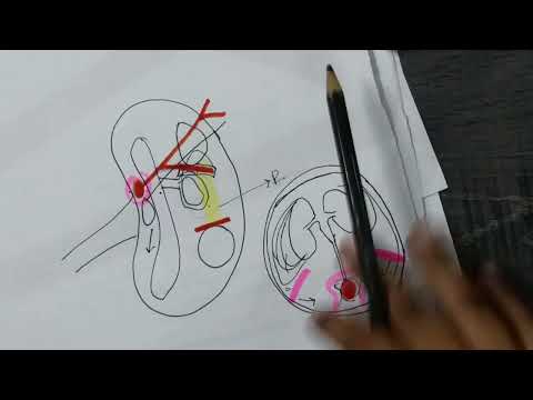 Development of body cavities embryology|development of body cavities and diaphragm mbbs part 3