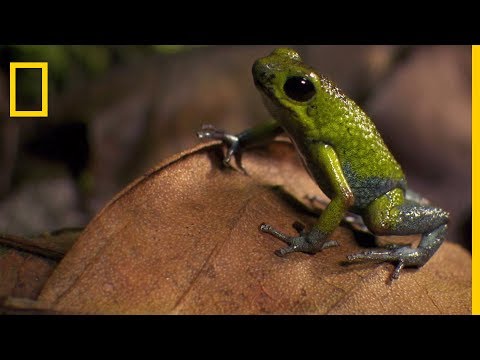 La Colombie est le paradis de grenouilles rares et incroyables