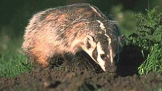 Moby - A Seated Night (Durt Grizzly Edit)